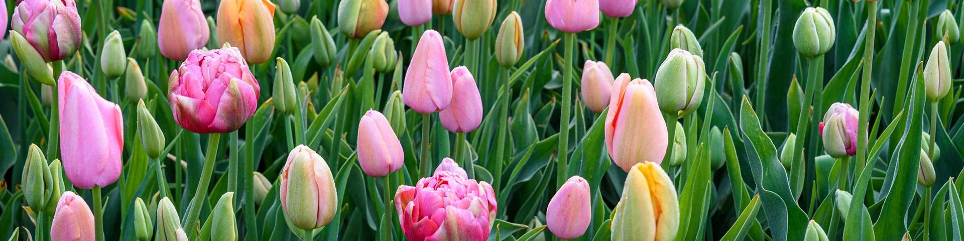 Et farverigt bed af tulipaner med forskellige nuancer af rosa, lyserød og gul. Nogle tulipaner er åbne, mens andre stadig er lukket. Grønne blade omkranser blomsterne, hvilket skaber en livlig og frodig atmosfære.